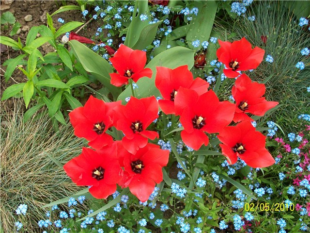 tulipani- lat. tulipa (Red Hunter)